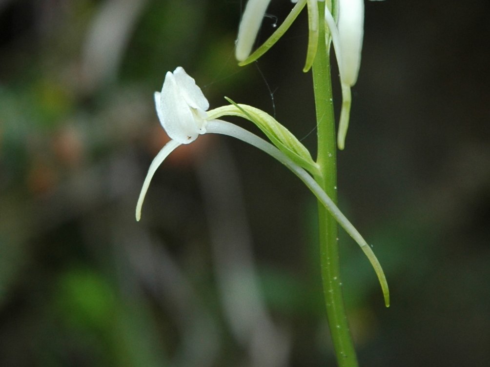 Platanthera chloranta o bifolia?